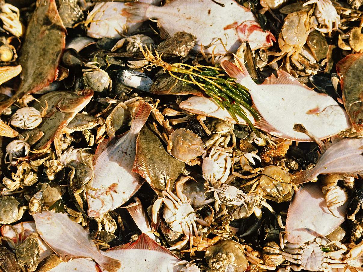 Unnötiger Beifang der Krabbenfischerei © Hans-Ulrich Rösner / WWF
