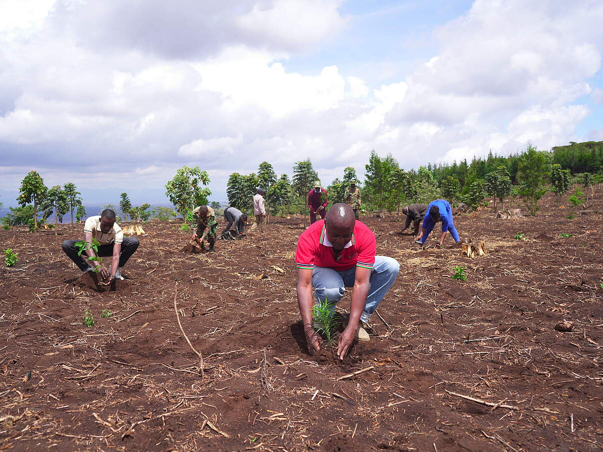 WWF Mitarbeiter:innen pflanzen Bä#ume in Oloitokitok © WWF