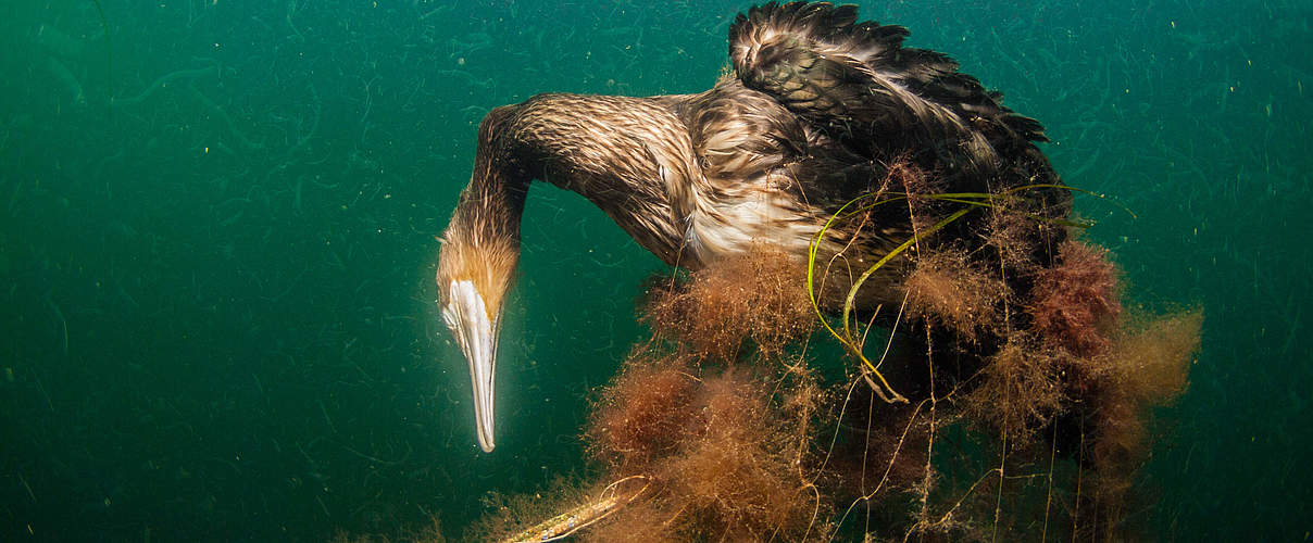 Verendeter Kormoran © Wolf Wichmann / WWF