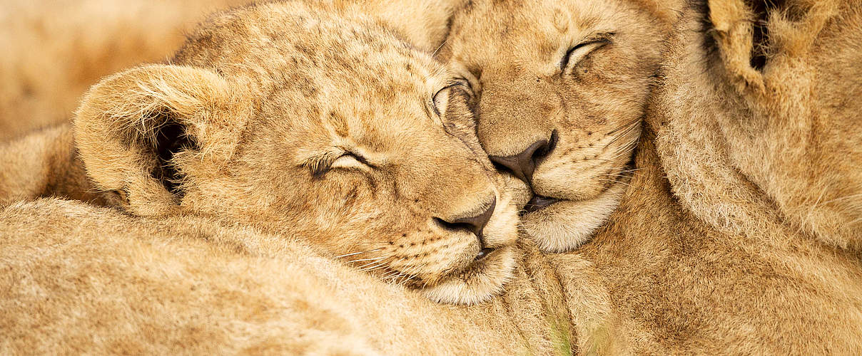Zwei Löwenjunge © Helen Kinuthia / iStock / Getty Images