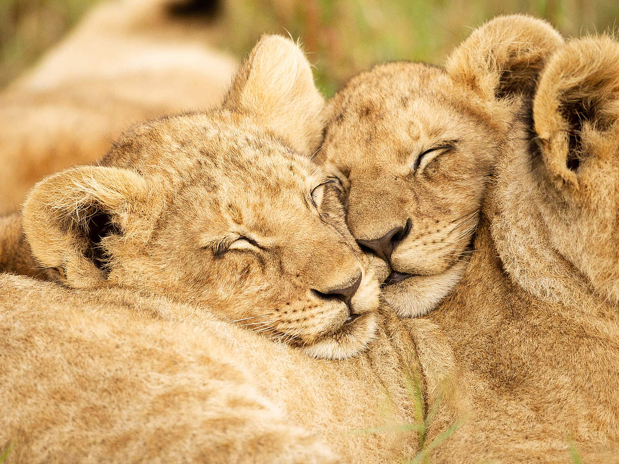 Zwei Löwenjunge © Helen Kinuthia / iStock / Getty Images