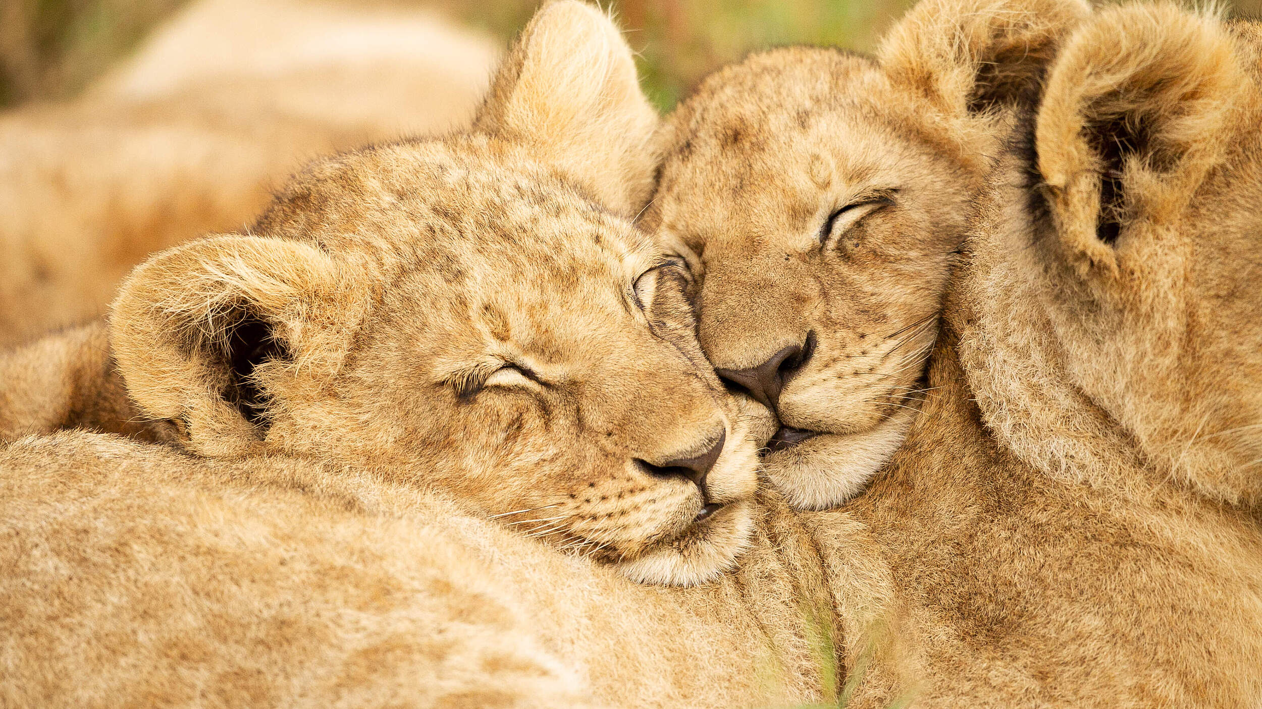 Zwei Löwenjunge © Helen Kinuthia / iStock / Getty Images