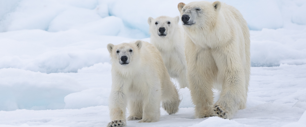 Bildschirmhintergrund Eisbär-Paten 