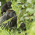 Hintergrundbild zu Ihrer Gorilla-Patenschaft © Ilka Herbinger / WWF