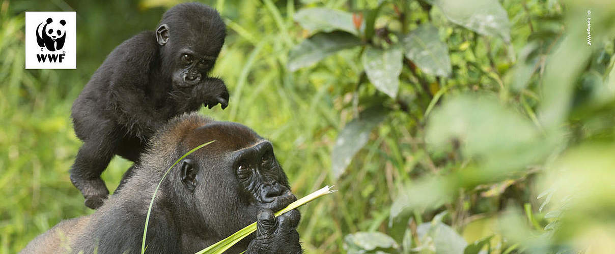 Hintergrundbild zu Ihrer Gorilla-Patenschaft © Ilka Herbinger / WWF