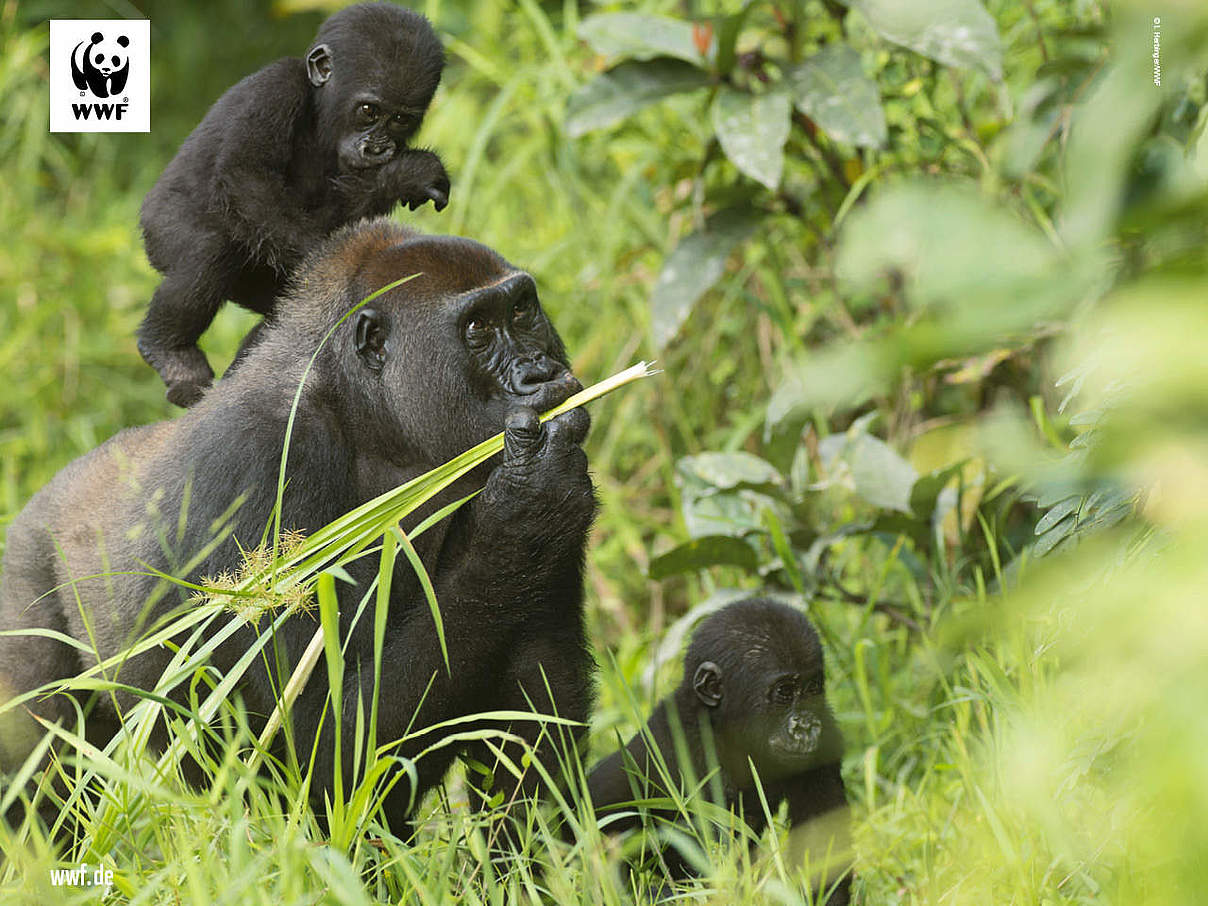 Hintergrundbild zu Ihrer Gorilla-Patenschaft © Ilka Herbinger / WWF