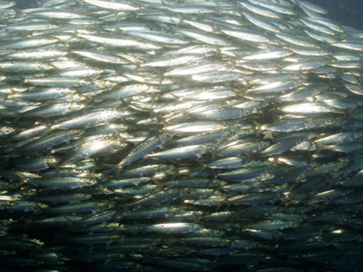 Heringsschwarm (c) National geographic Stock Paul Nicklen WWF