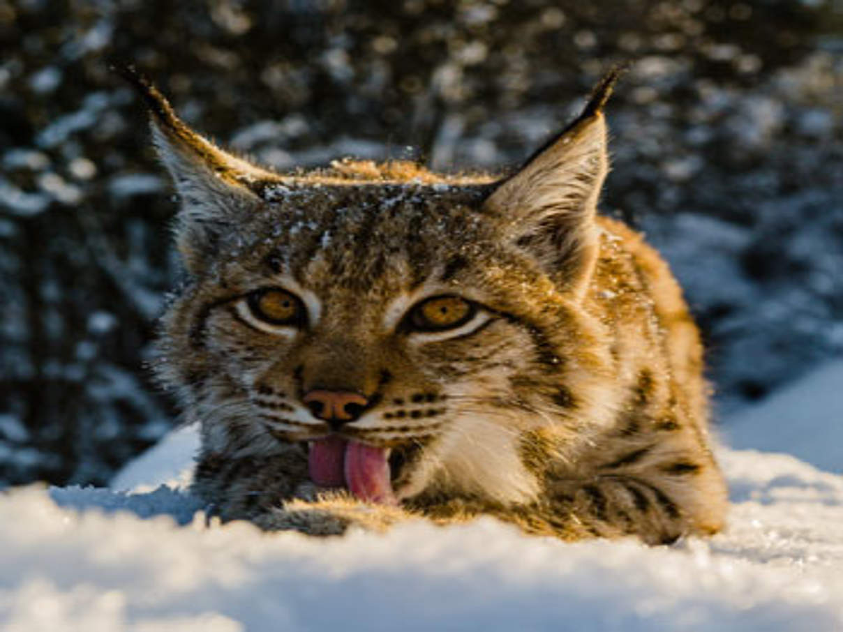 Luchs im Schnee © Tomas Hulik