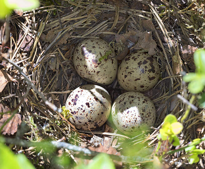 Vier gesprenkelte Eier eines Flussuferläufergeleges (Actitis hypoleucos) liegen in einem Nest.
