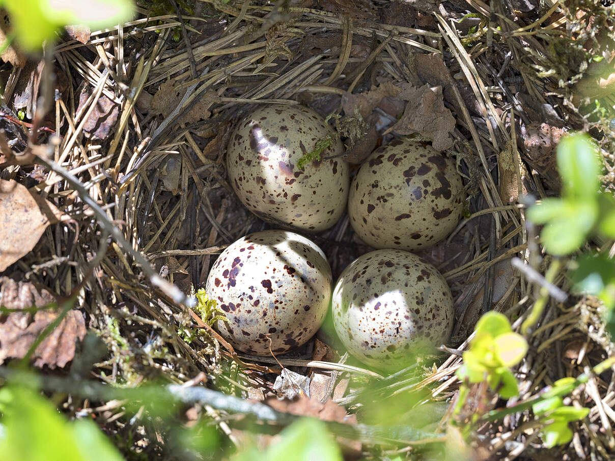 Vier gesprenkelte Eier eines Flussuferläufergeleges (Actitis hypoleucos) liegen in einem Nest.