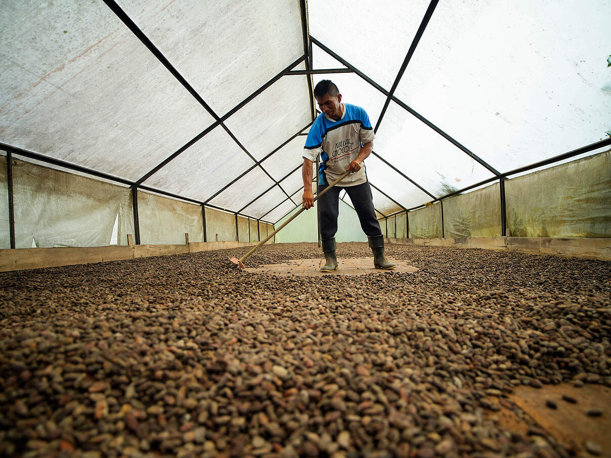 Kakaobohnen werden zum Trocknen ausgelegt © Gabriel Vanerio / WWF Ecuador