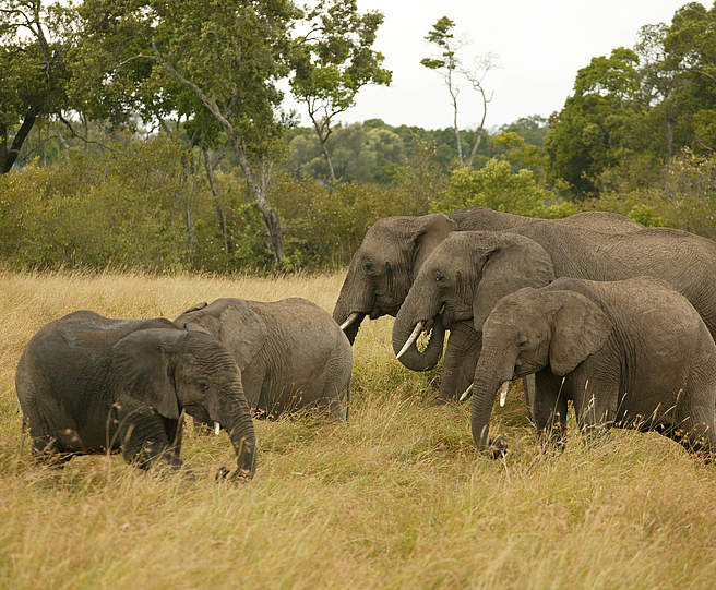 African elephants (Loxodonta africana sp.); Masai Mara National Elefanten in der Masai Mara © Martin Harvey / WWF