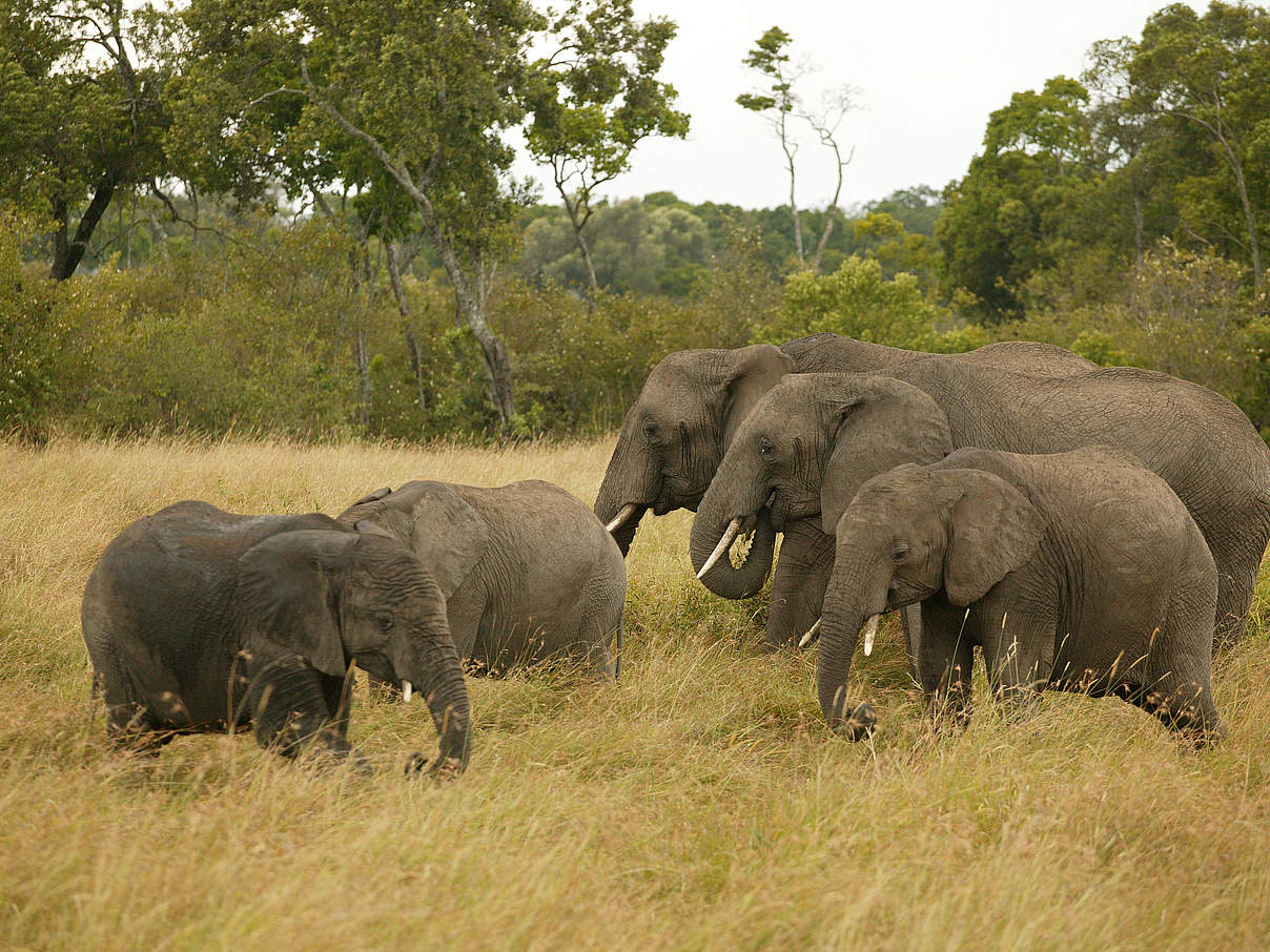 Elefanten in der Masai Mara © Martin Harvey / WWF