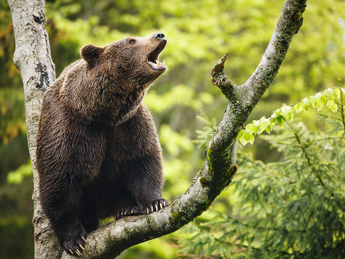 Bären sind auch gute Kletterer © ThinkstockPhotos