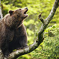 Bären sind auch gute Kletterer © ThinkstockPhotos