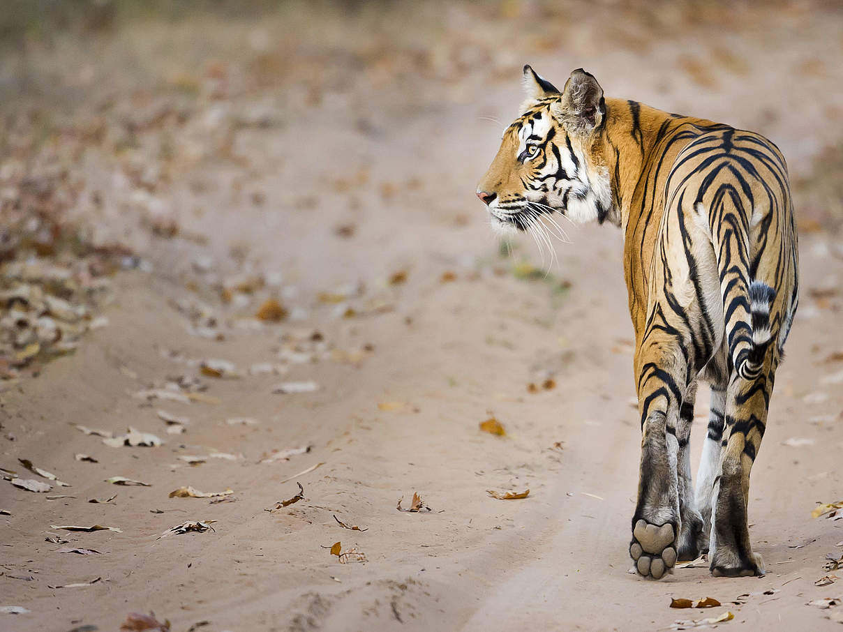 Bengaltiger © Richard Barrett / WWF UK