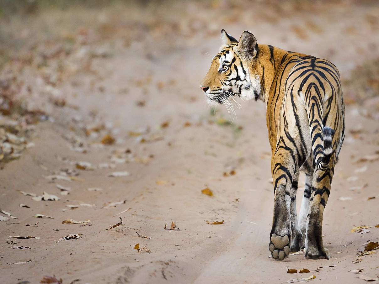 Bengalischer Tiger ( Panthera tigris ) © Richard Barrett / WWF-UK Bengalischer Tiger ( Panthera tigris ) © Richard Barrett / WWF-UK