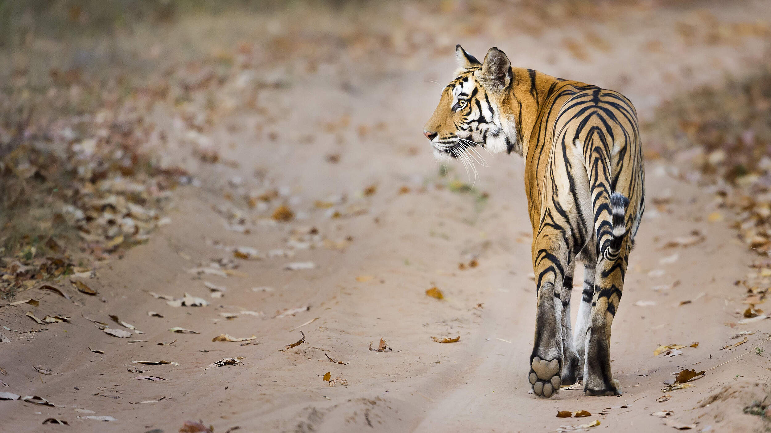 Bengaltiger © Richard Barrett / WWF UK