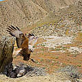 Adlerbussard in Gobustan © H. Müller / WWF