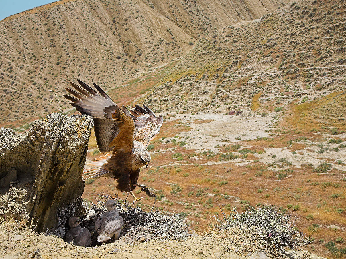 Adlerbussard in Gobustan © H. Müller / WWF