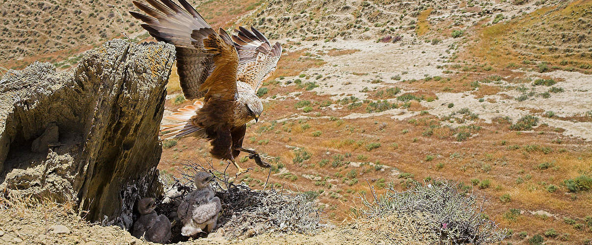 Adlerbussard in Gobustan © H. Müller / WWF