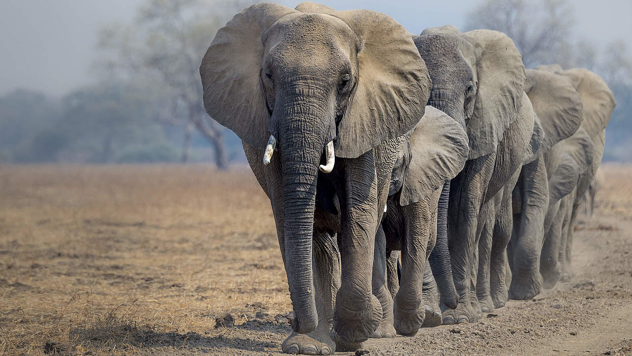 Afrikanische Elefanten © Richard Barrett / WWF-UK