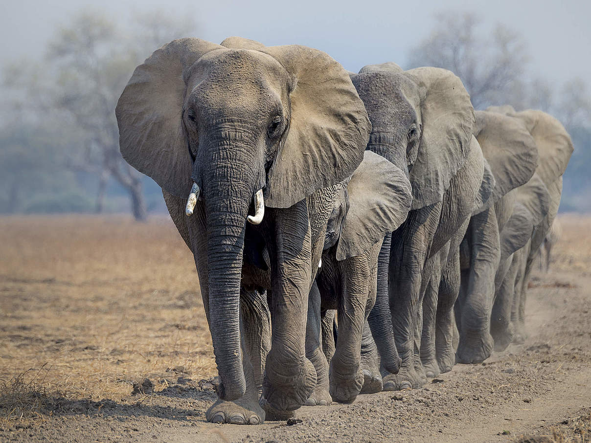 Afrikanische Elefanten © Richard Barrett / WWF-UK