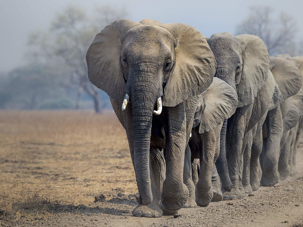 Afrikanische Elefanten © Richard Barrett / WWF-UK