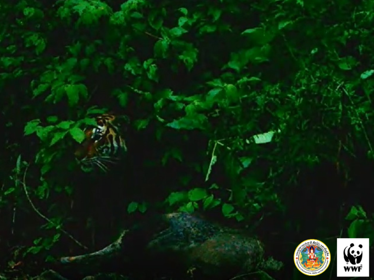 Kamerafallenaufnahme eines Tigers mit Beute im Mae Wong-Nationalpark in Thailand © DNP / WWF Kamerafallenaufnahme eines Tigers mit Beute im Mae Wong-Nationalpark in Thailand © DNP / WWF