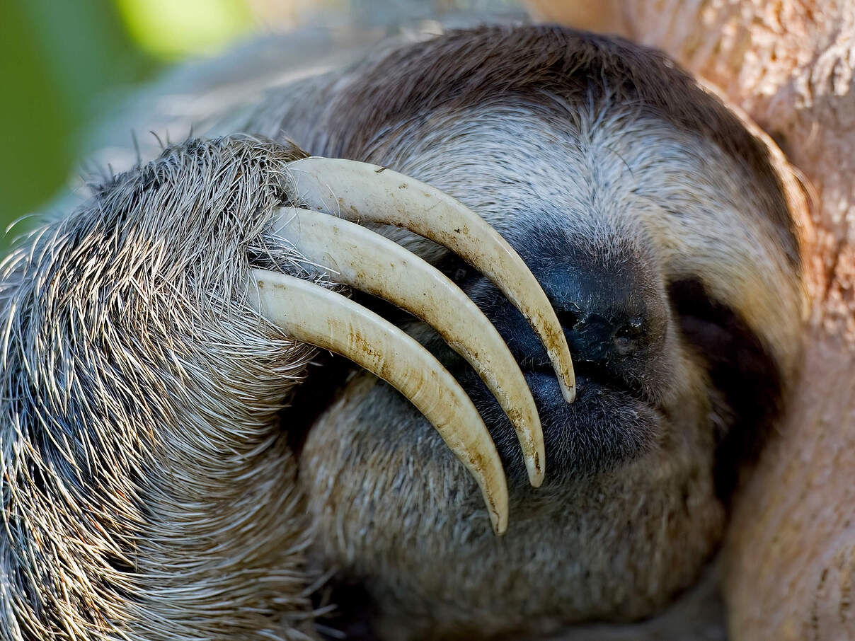 Portrait eines Weißkehl-Faultiers, gut sichtbar die drei Krallen vor dem Gesicht