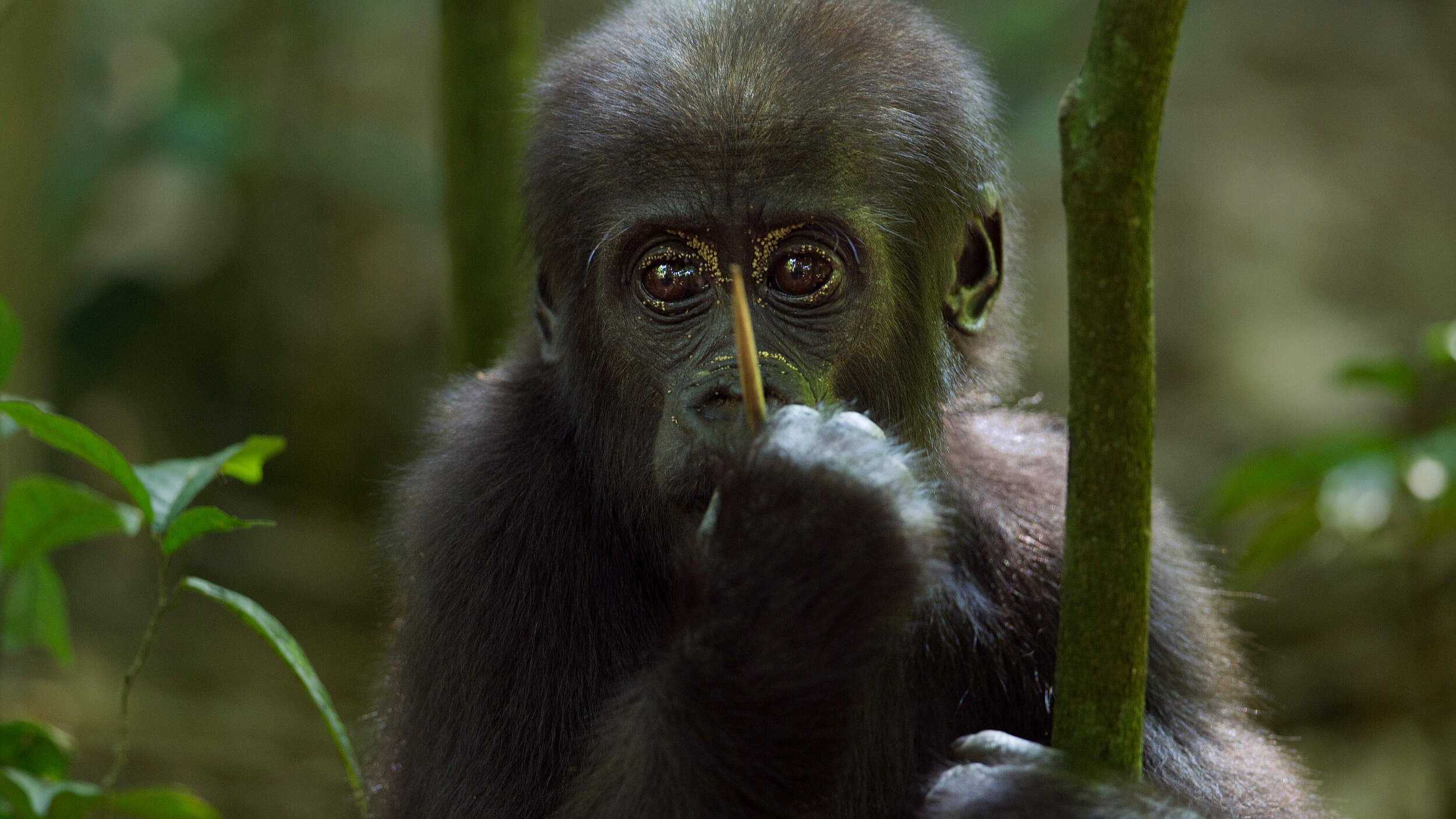 Westlicher Flachlandgorilla, Jungtier © naturepl.com / Fiona Rogers / WWF