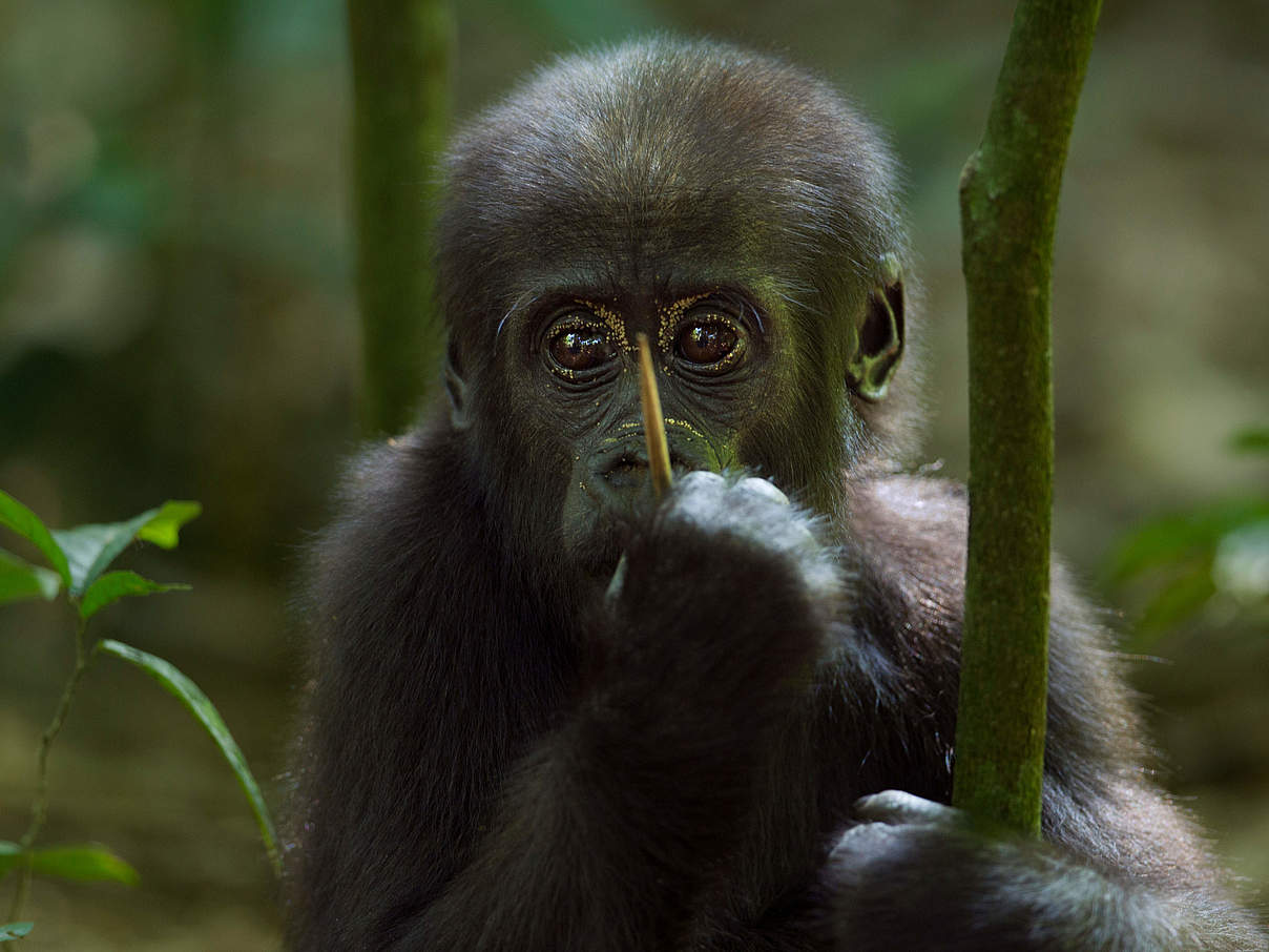 Westlicher Flachlandgorilla, Jungtier © naturepl.com / Fiona Rogers / WWF