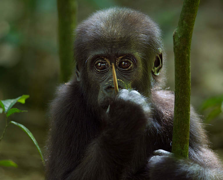 Westlicher Flachlandgorilla, Jungtier © naturepl.com / Fiona Rogers / WWF