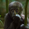 Westlicher Flachlandgorilla, Jungtier © naturepl.com / Fiona Rogers / WWF