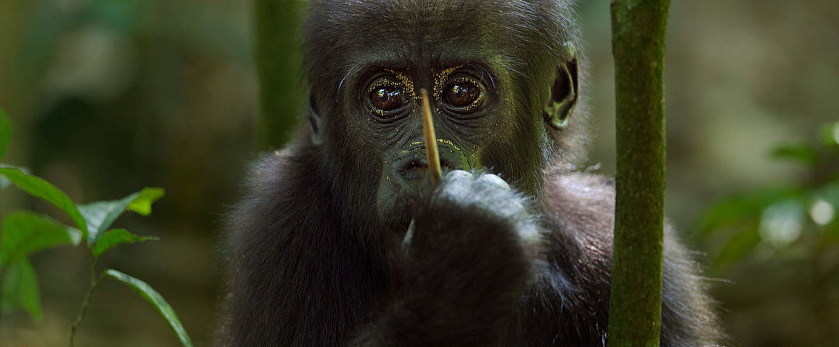 Westlicher Flachlandgorilla, Jungtier © naturepl.com / Fiona Rogers / WWF