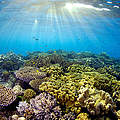 Ungebleichte Koralle im Great Barrier Reef © Troy Mayne