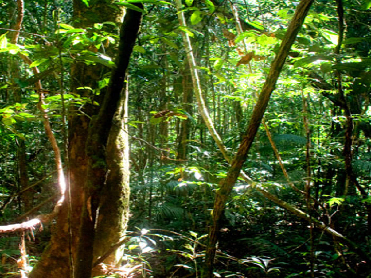 350 Wald Brasilien c WWF Brasilien