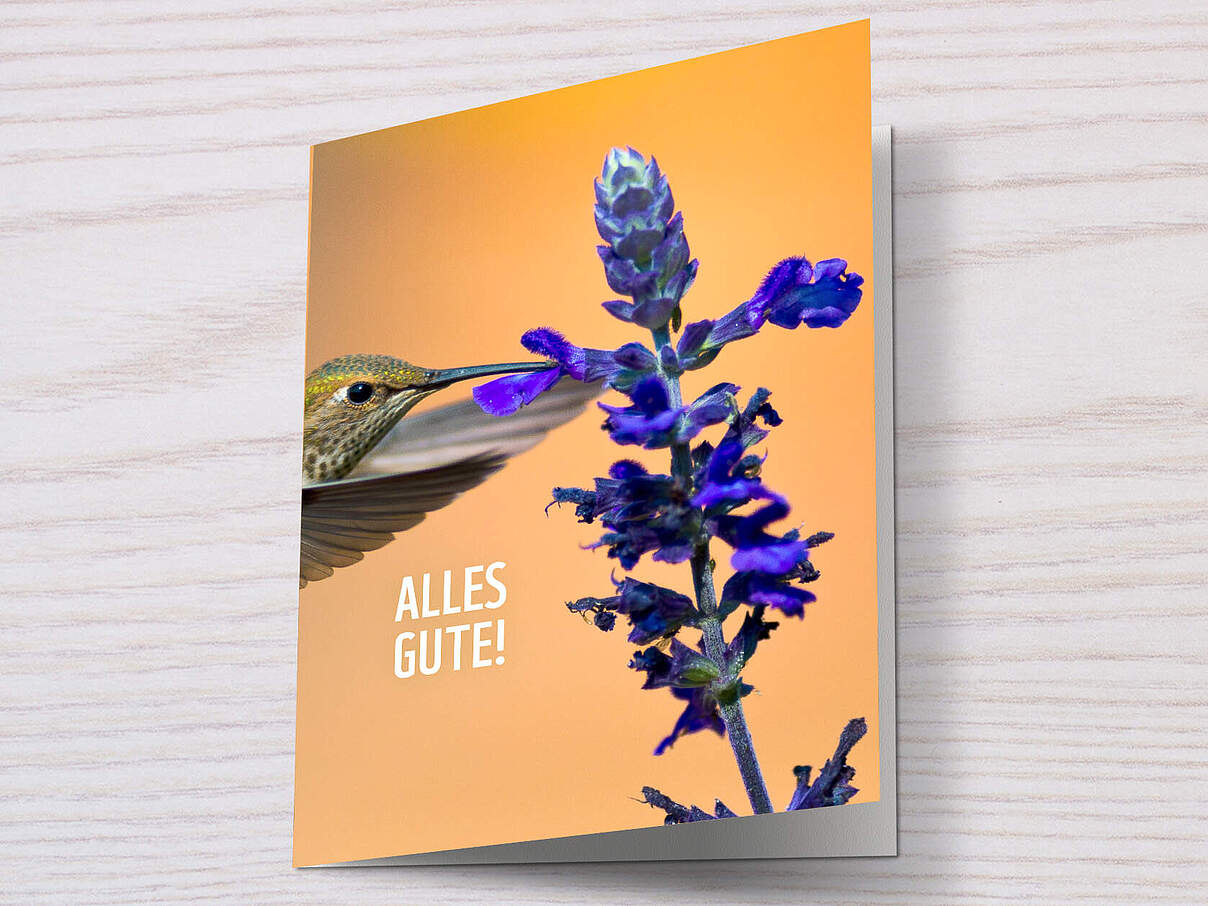 Kolibri an Blume