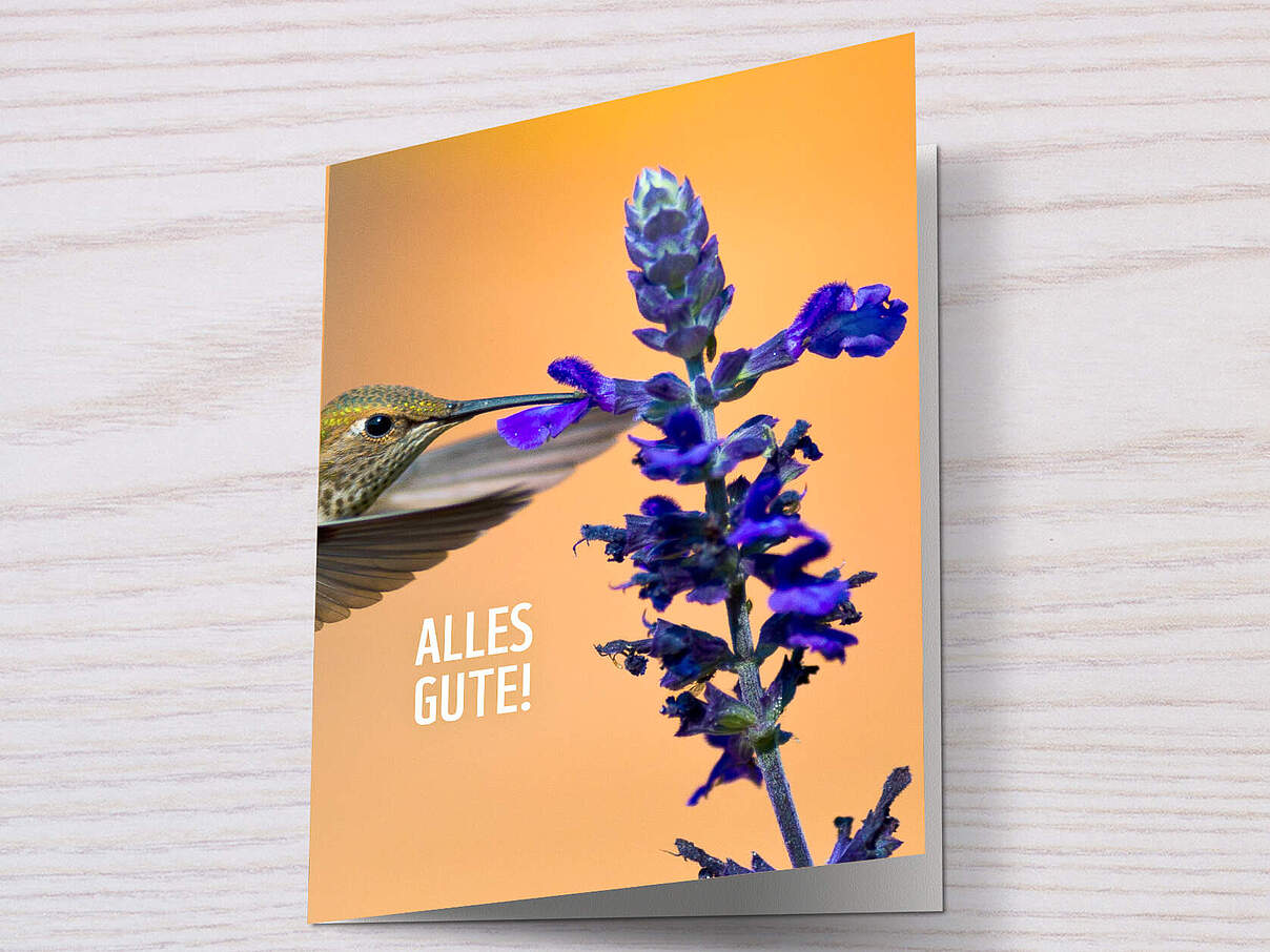 Kolibri an Blume