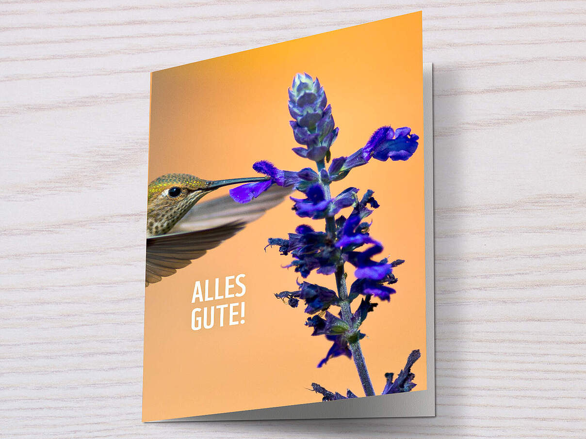 Kolibri an Blume