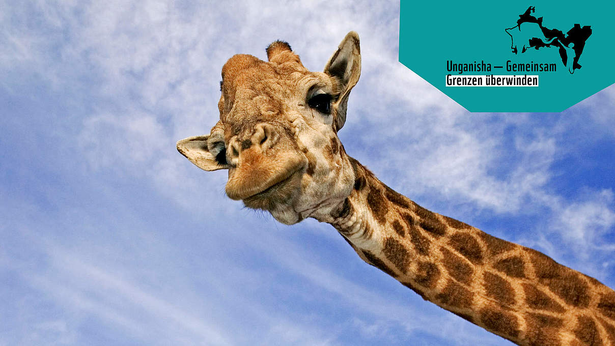 Giraffe © Martin Harvey / WWF