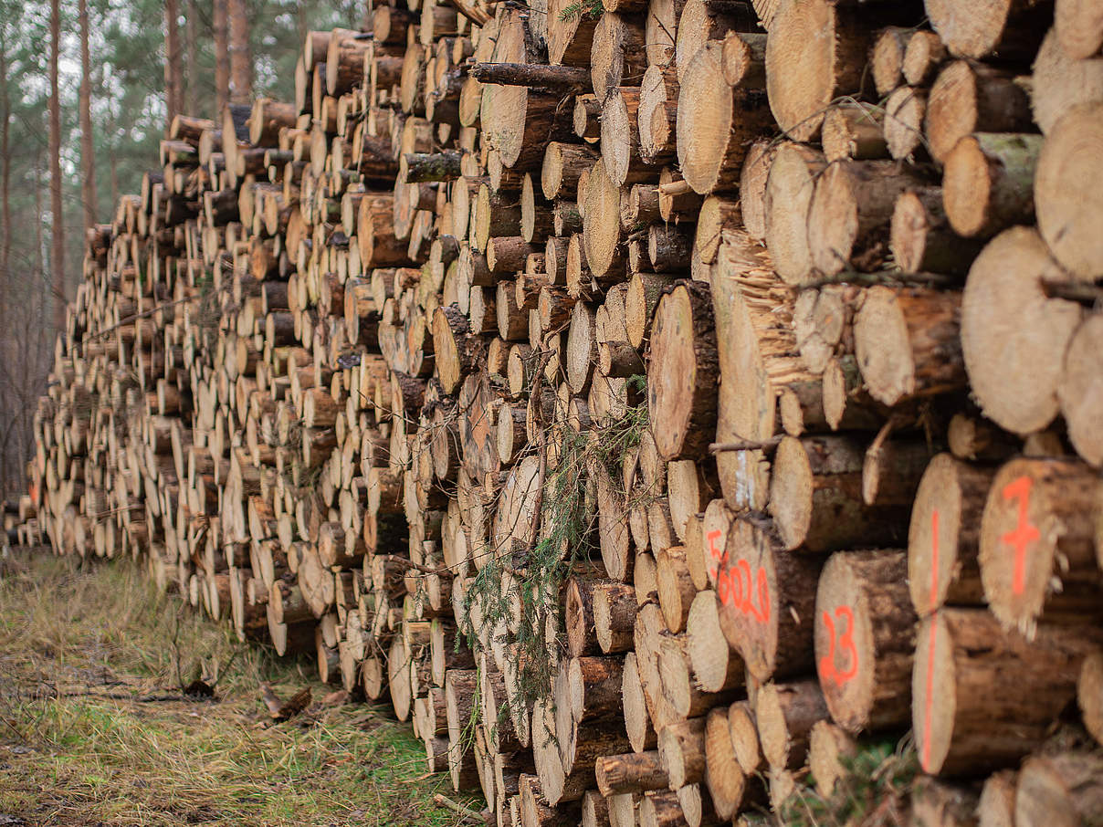 Über 90 Prozent der Waldflächen in Europa werden für den Holzeinschlag genutzt. © Sonja Ritter / WWF