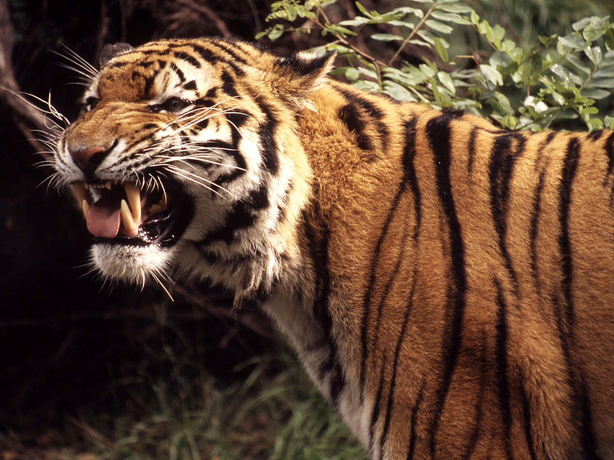 Amur Tiger zeigt Zähne © Chris Martin Bahr / WWF