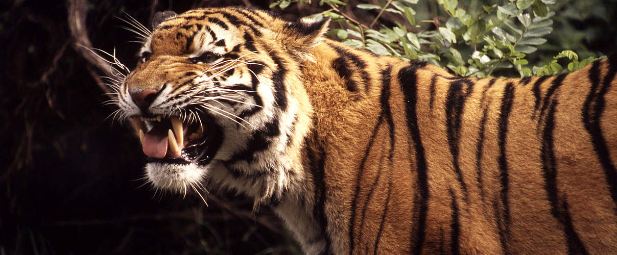 Amur Tiger zeigt Zähne © Chris Martin Bahr / WWF