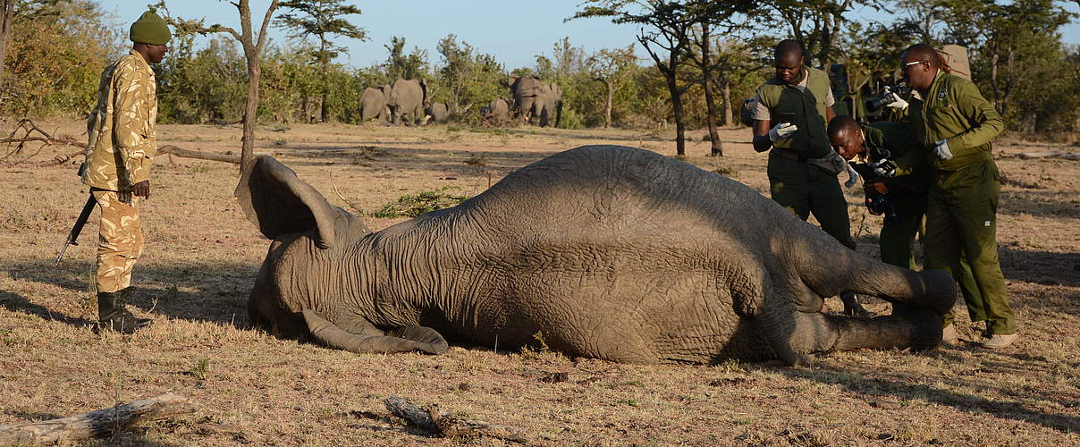 Die betäubte Elefantenkuh, ihre Herde im Hintergrund © Elephant Aware