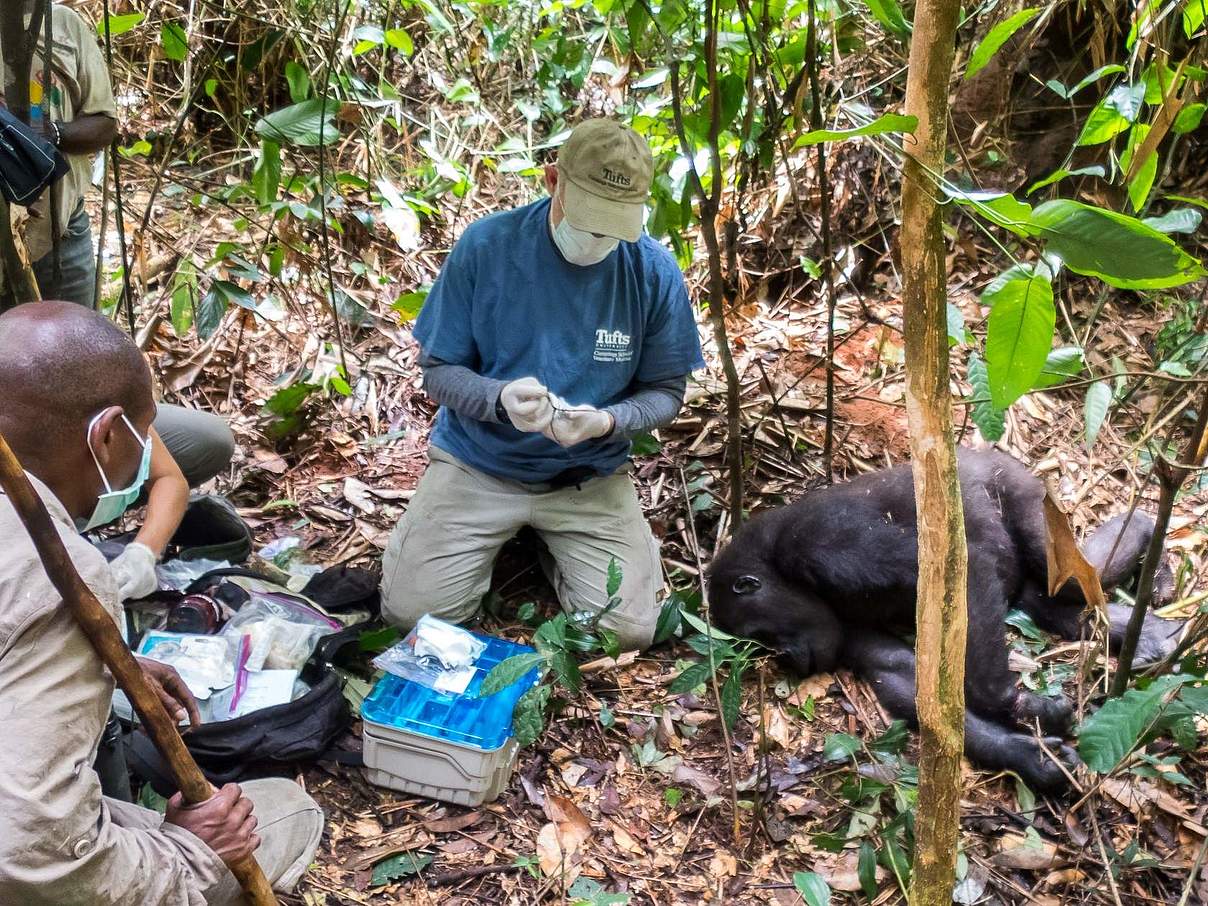 Entfernung der Schlingfalle © C. Whittier / WWF