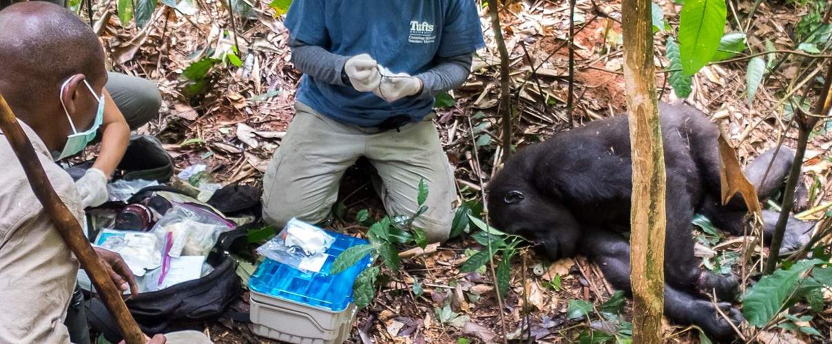 Entfernung der Schlingfalle © C. Whittier / WWF