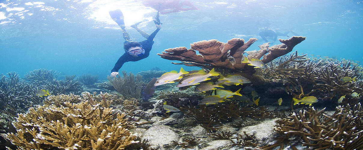 Korallen wiederherstellen 