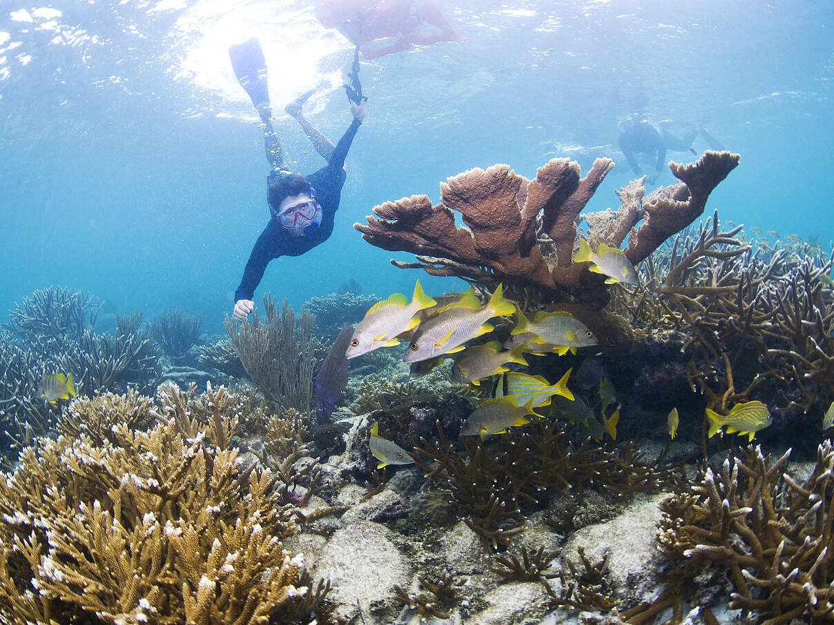 Korallen wiederherstellen 