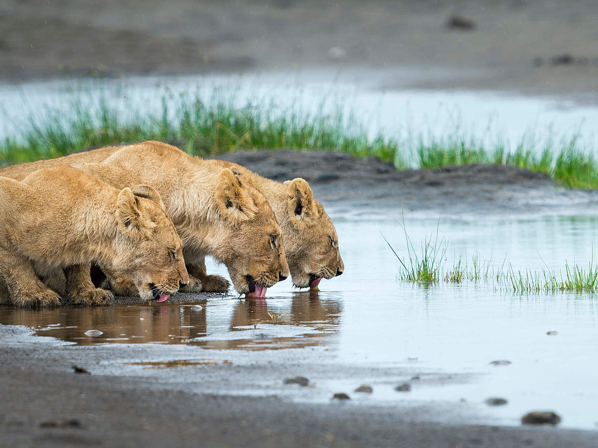 Löwen in Afrika © Richard Barrett